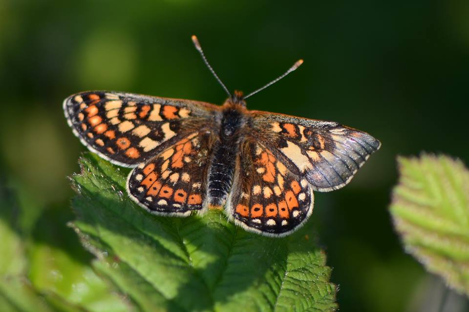 Euphydryas aurinia (aberrant, Live, Salisbury Plain) (Internet Image property of respective owner, non-commercial use only)